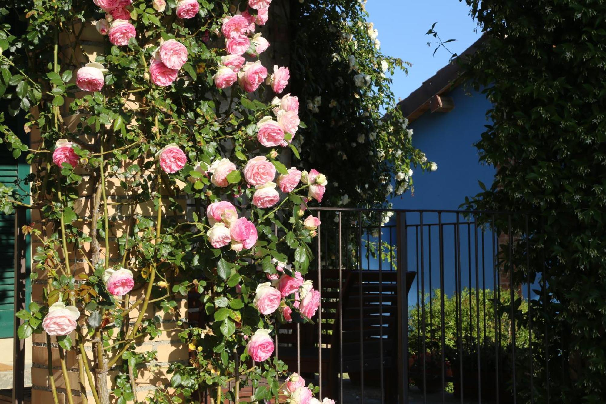 Casa Maria Villa Magliano in Toscana Exteriör bild